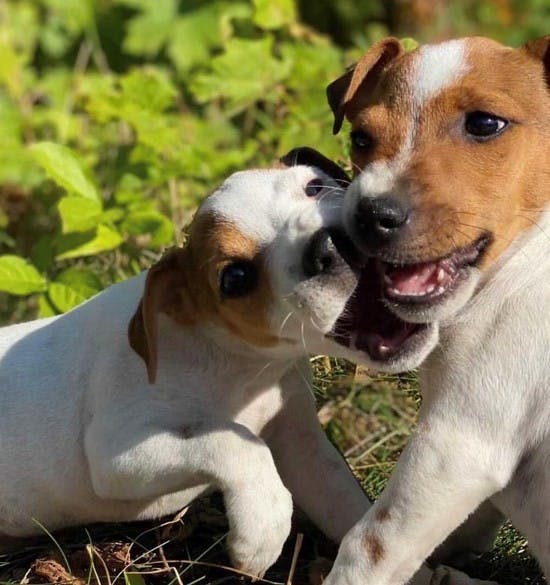 Tina Lunds hunde Bayla og Bossi