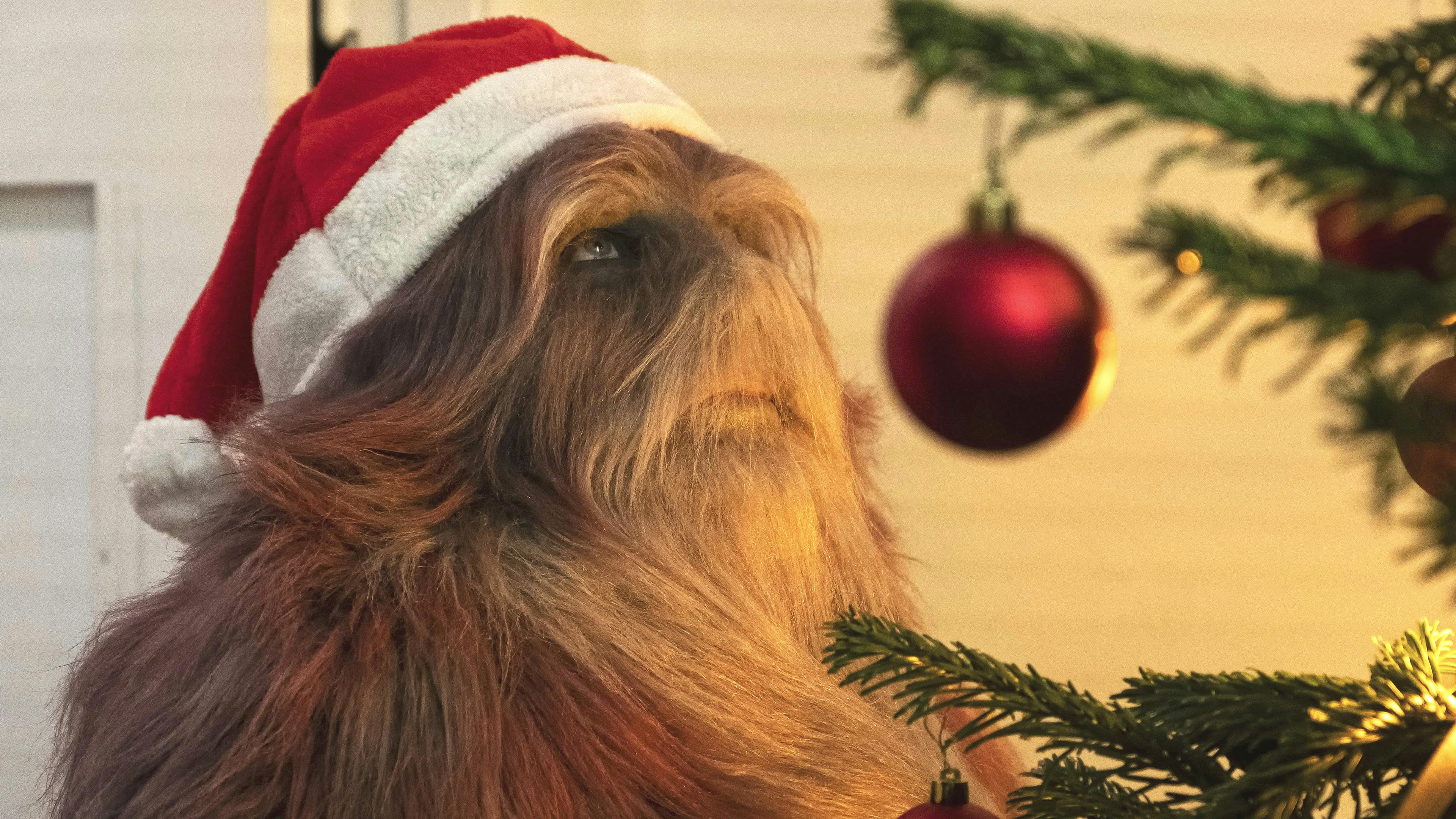 Julekalenderen "Kometernes jul" på TV 2 i 2021.Lille Tanja (Dan Jakobsen)