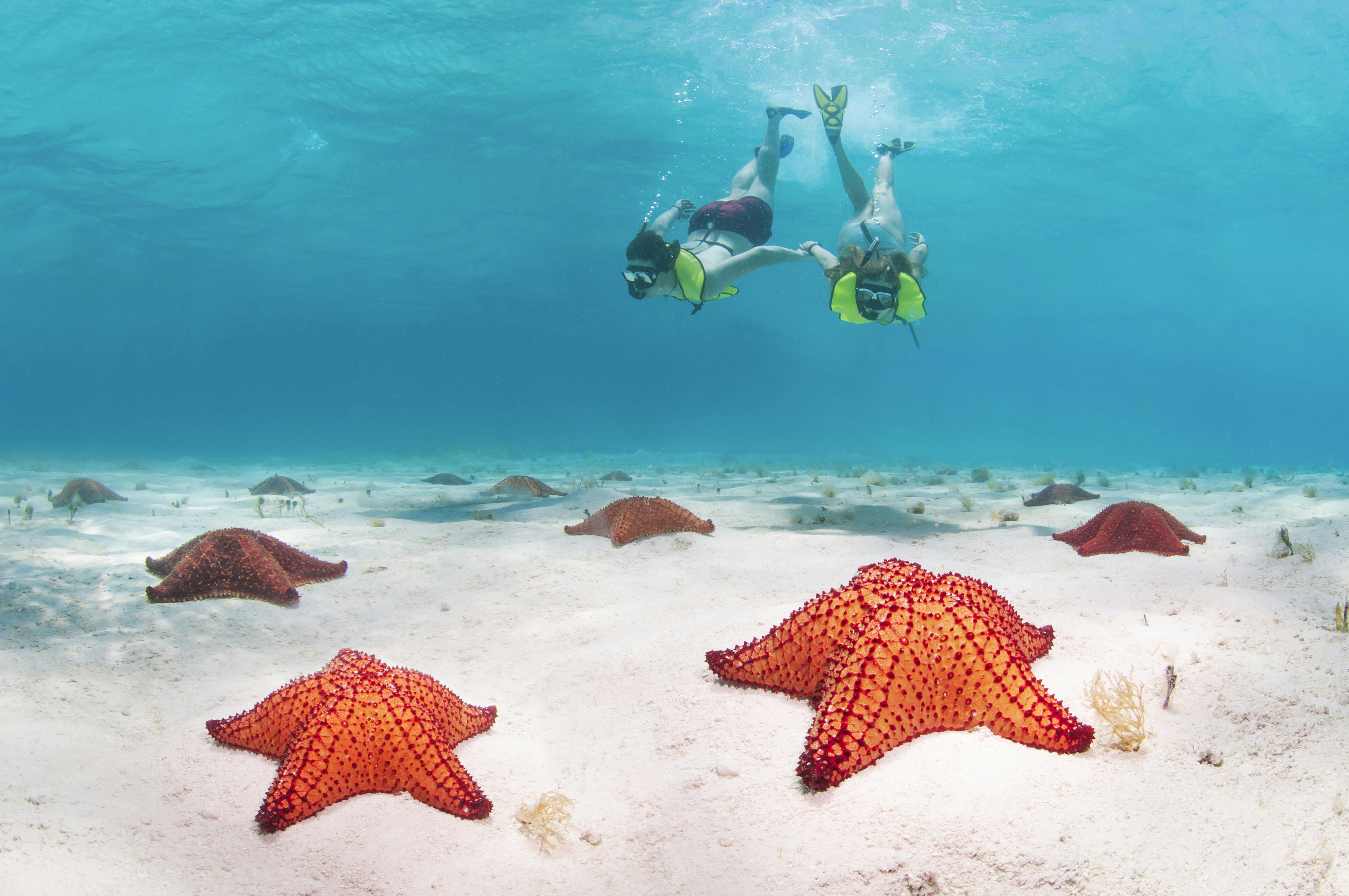 Young couple underwater snorkelling with starfish all over the seabed