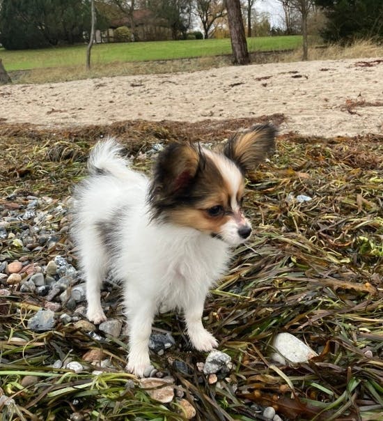 Bella - Anne Laxholms nye hund.