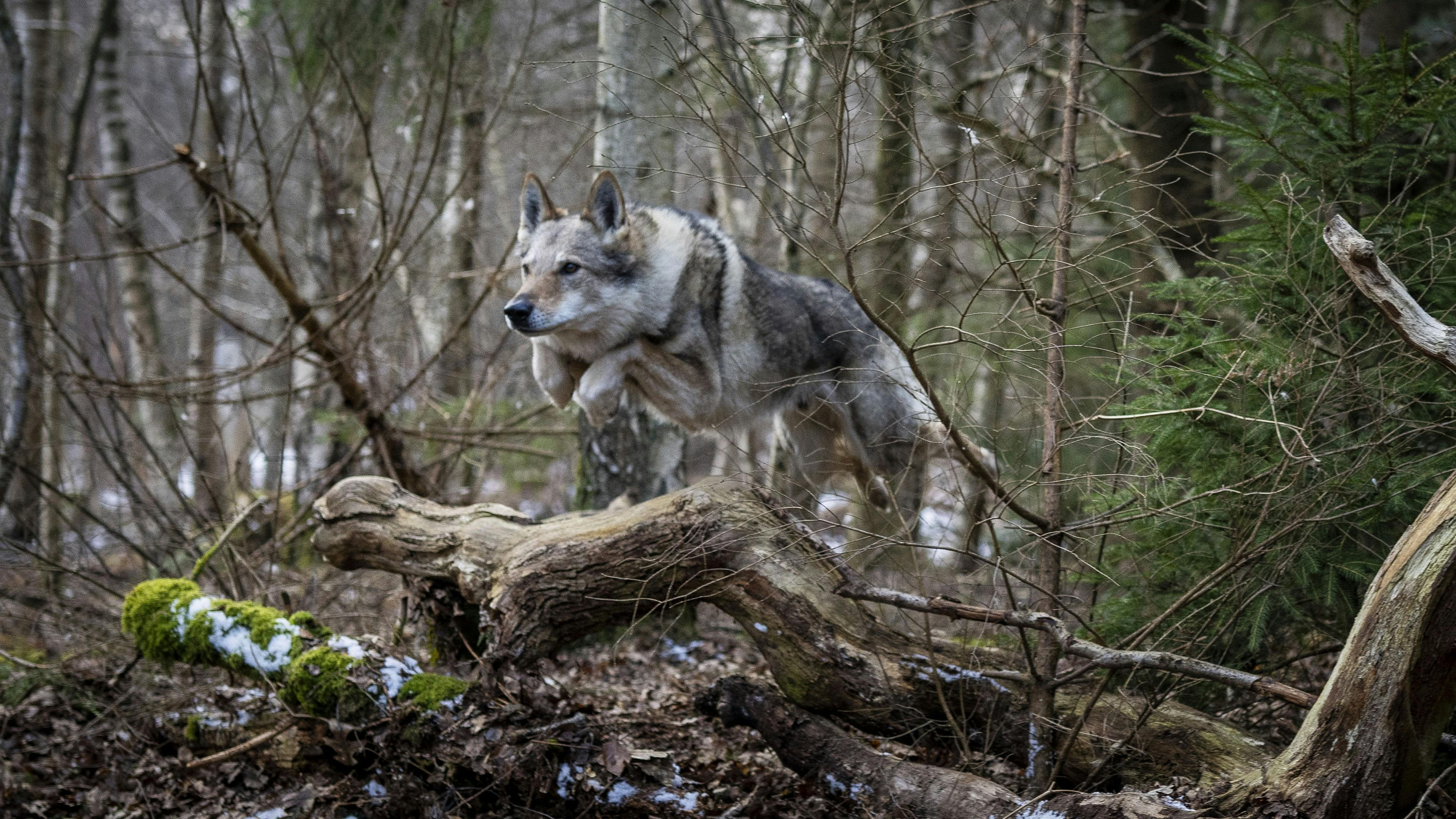 https://imgix.billedbladet.dk/2023-12-18/foto-per-arnesen_tv-2-16.jpg