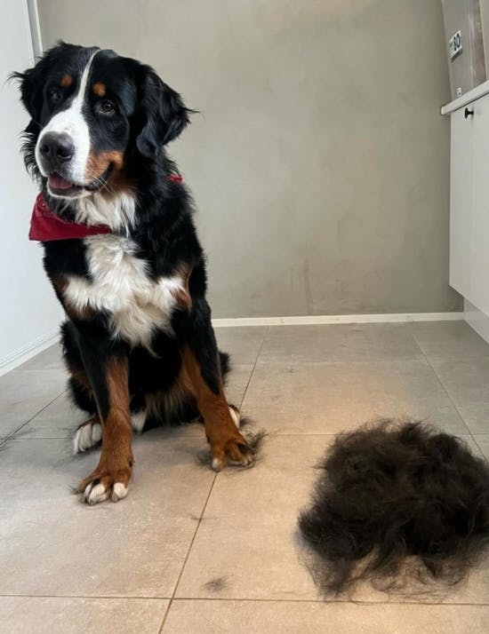 Otto med hårbunkend efter at være børstet.