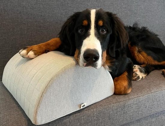 Voksenudgaven af Otto.