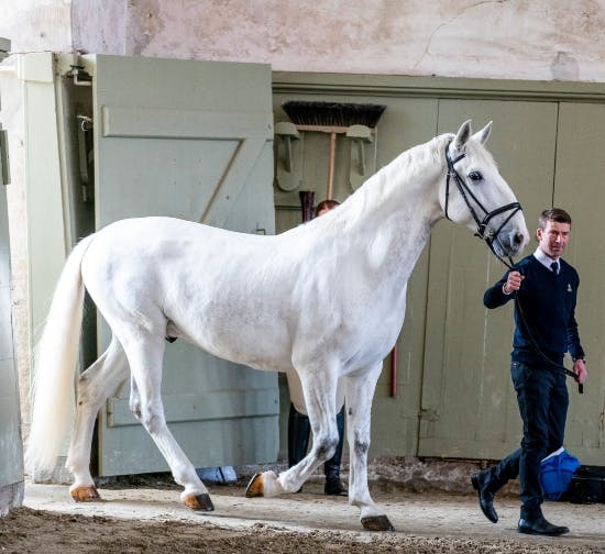Dronning Margrethes hest.