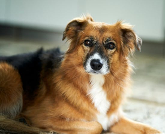 Puk Elgårds bordercollie Alba.