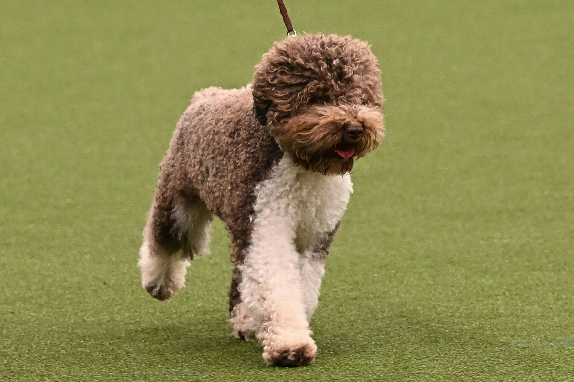 En hund af racen Lagotto Romagnolo, som Snuff også er.