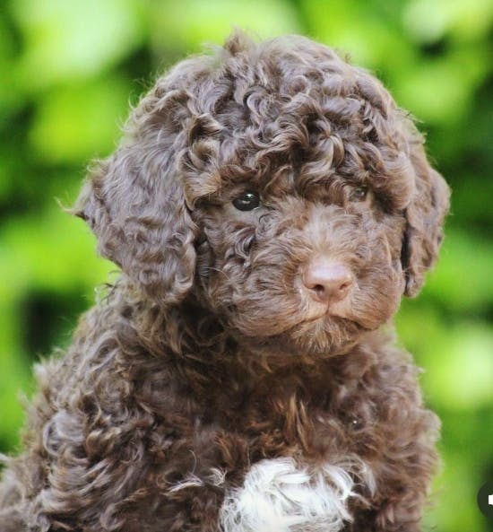 Jesper Vollmers hund Carla.