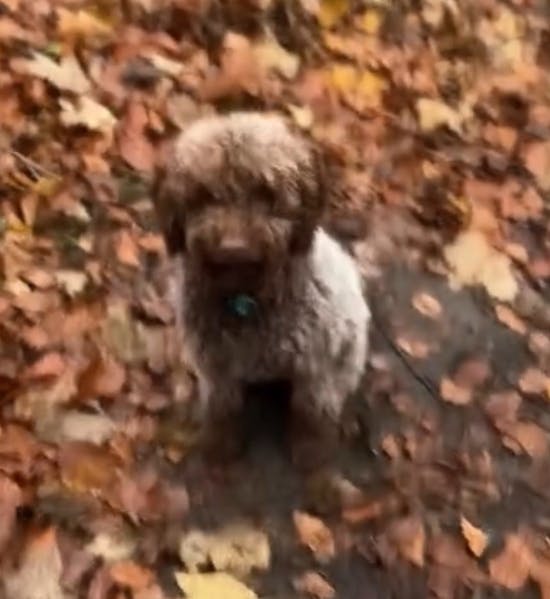 Jesper Vollmers hund Carla.