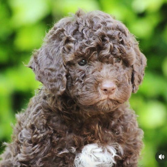 Jesper Vollmers hund Carla.