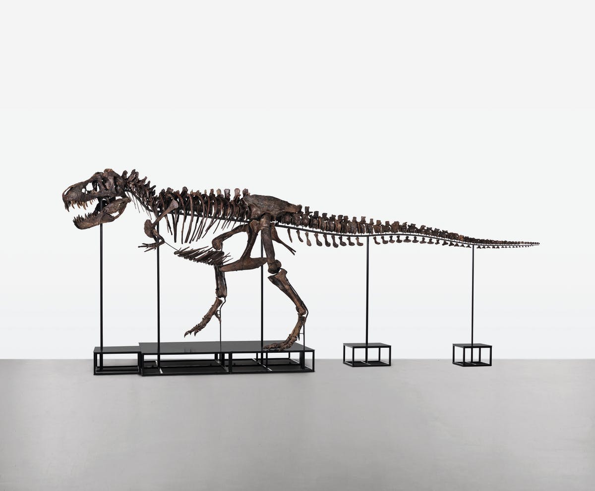 Trinity - Tyrannosaurus Rex