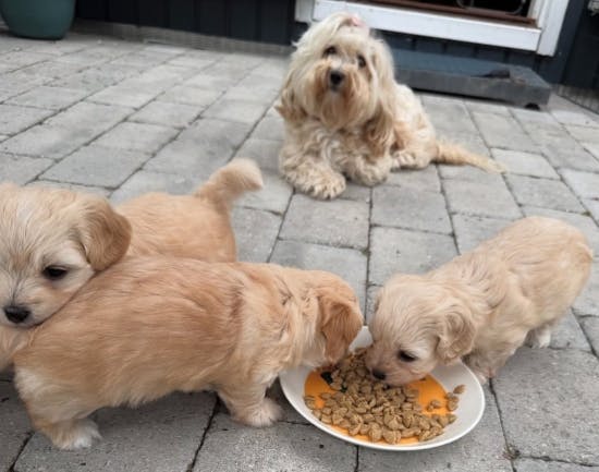 Hunden Wilma med sine tre hvalpe.