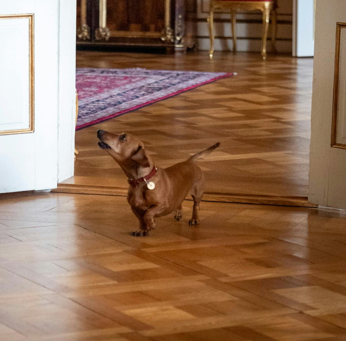 https://imgix.billedbladet.dk/2025-07-15/20250611-Dronning-Margrethe-uddeler-Prins-Henrik-Prisen-til-Pet-10-%281%29.jpg