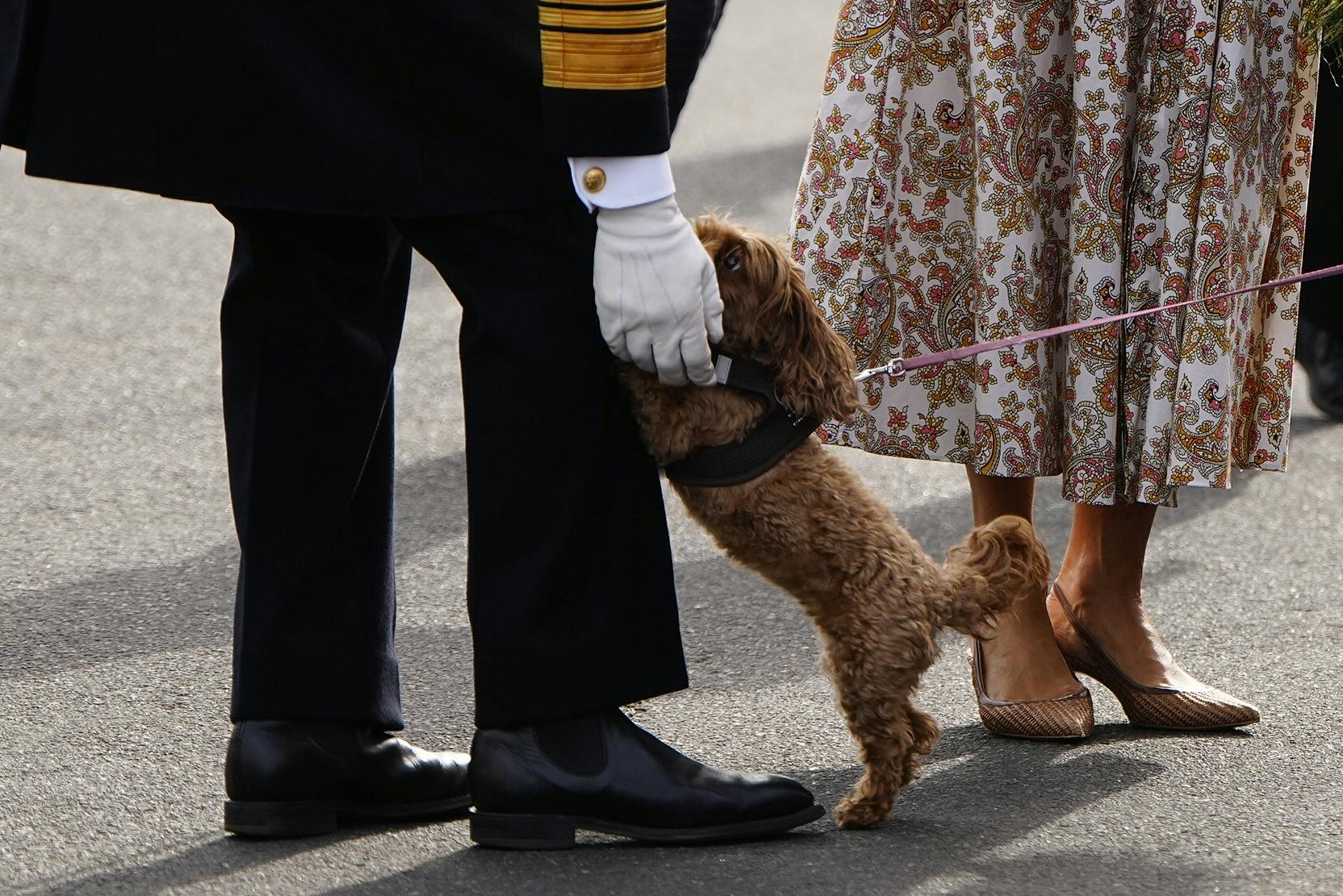 Der er ikke noget at sige til, at den lille hund løb med kongeparrets opmærksomhed. Hvor er den bare sød!