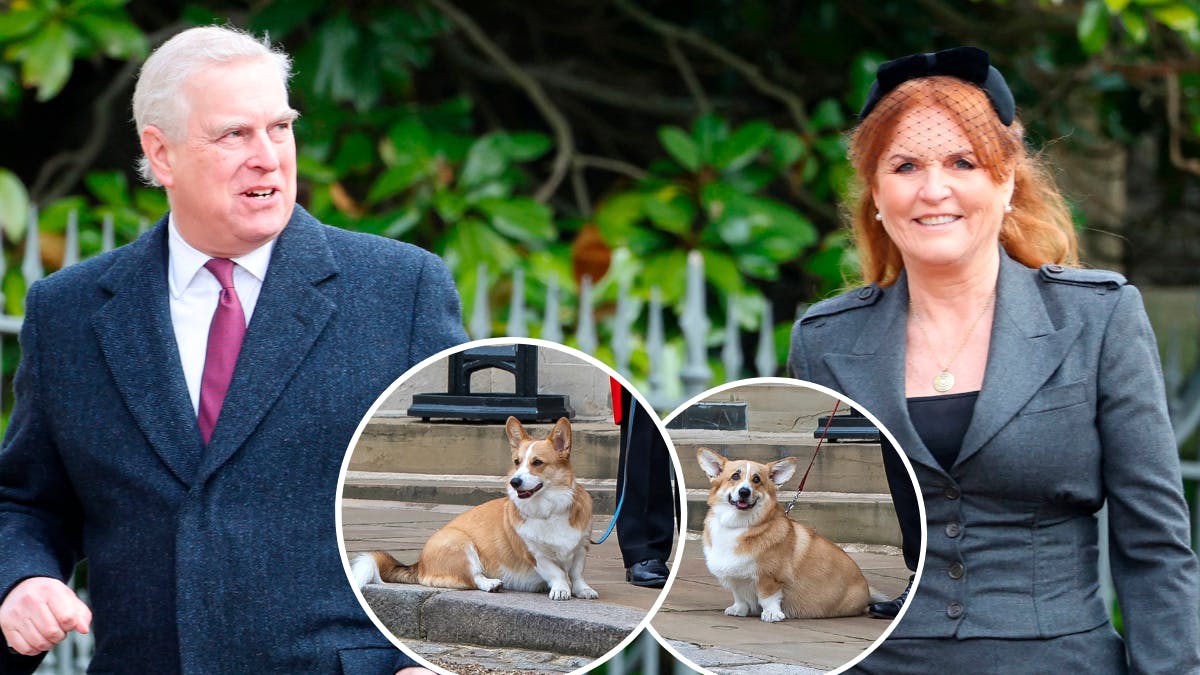 Andrew Mountbatten Windsor, Sarah Ferguson og de to corgis, Sandy og Muick.