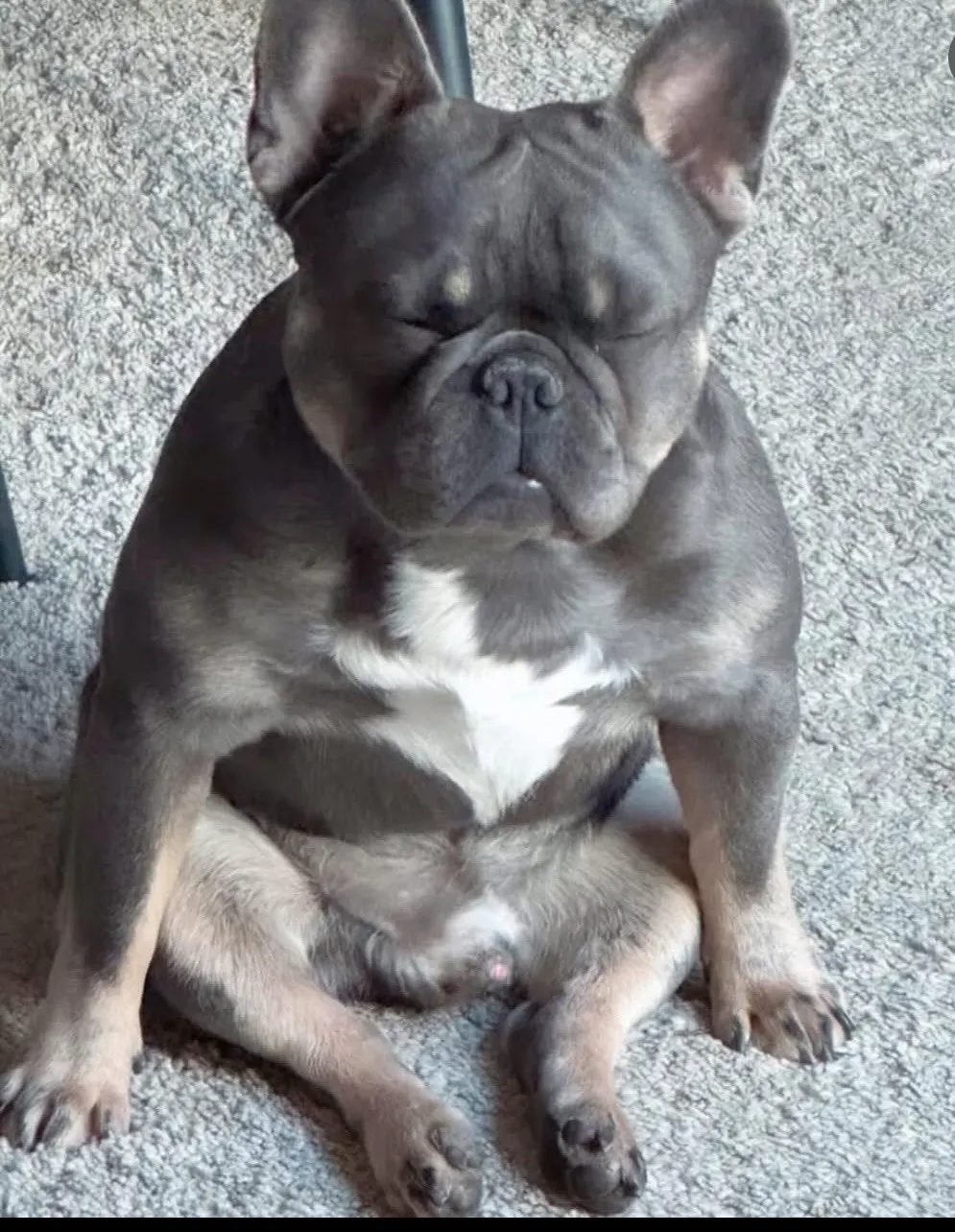 Silas Holsts hund Bjarne.