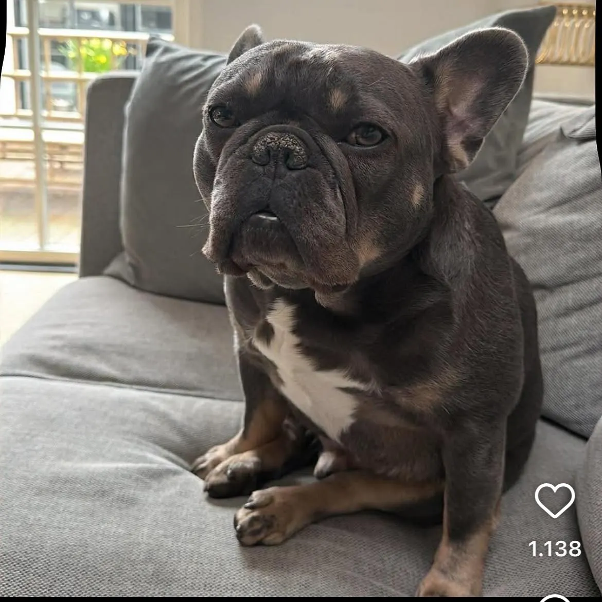 Silas Holsts hund Bjarne.