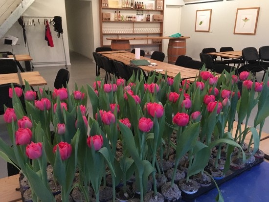 "Kronprinsesse Mary"-tulipanerne et par dage før 50-års dagen