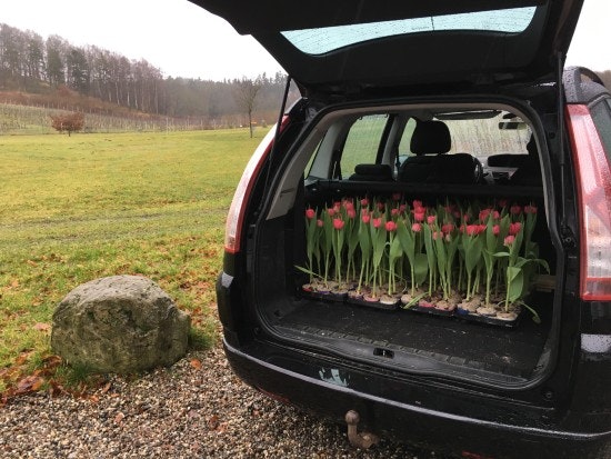 "Kronprinsesse Mary"-tulipaner i den tidligere slotsgartners bil