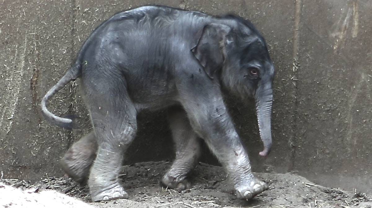 Nyfødt elefantunge i København Zoo