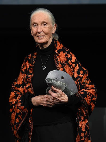 Jane Goodall.