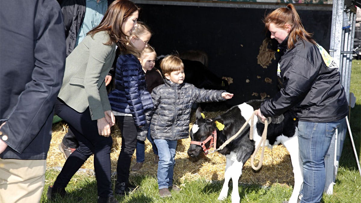 Prins Vincent var modig og klappede en kalv, da han var med mor, kronprinsesse Mary, til Økodagen