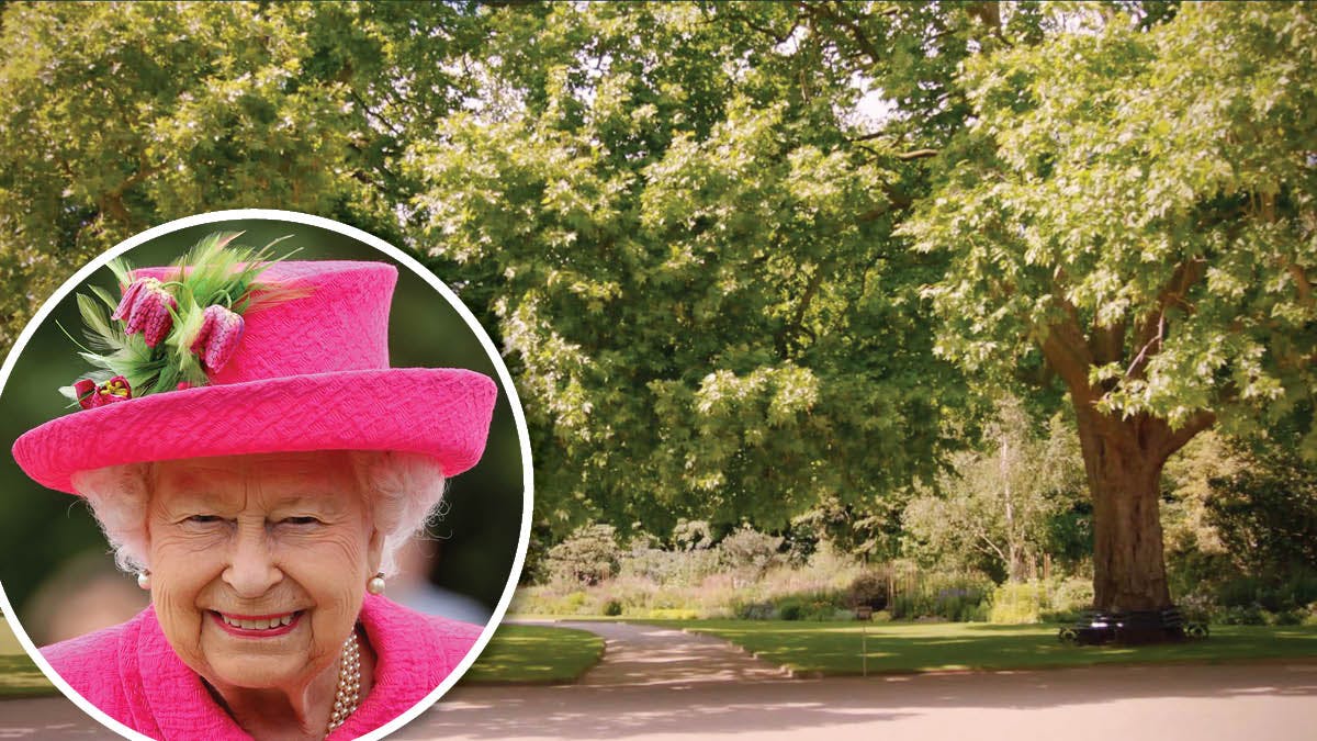 Et udsnit af parken ved Buckingham Palace. Indsat: Dronning Elizabeth.