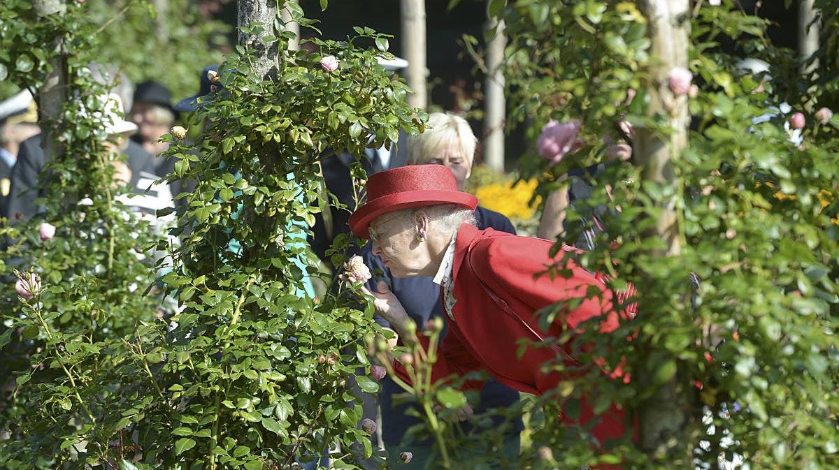 Dronning Margrethe besøger Den Jydske Rosenpark.