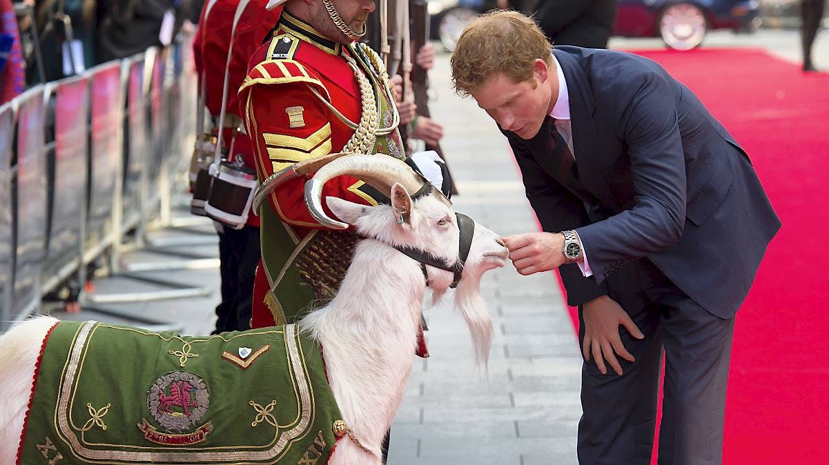 Prins Harry og geden "Goat Mayor".