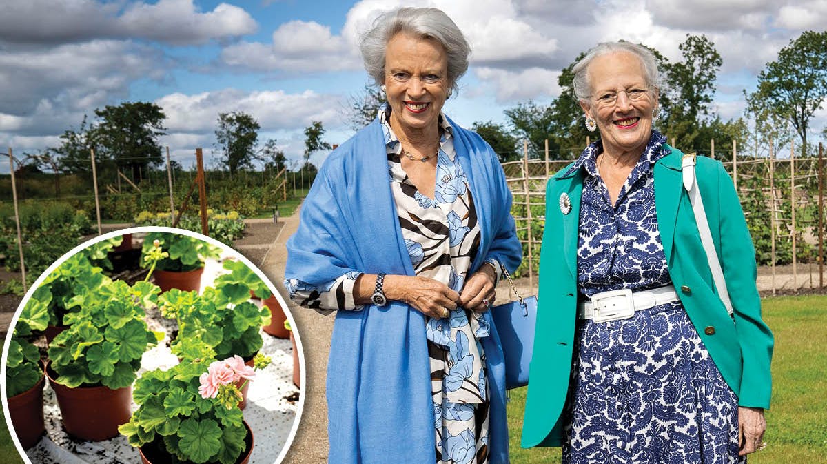 Prinsesse Benedikte og dronning Margrethe i Den Kongelige Køkkenhave. Indsat: "Dronning Ingrid"-pelargonier fra et af havens drivhuse.