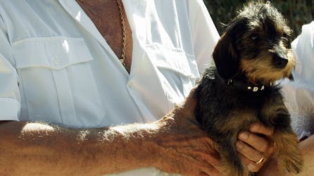 Prins Henriks ruhårede gravhund Vega er blevet mor til sit andet kuld hvalpe.