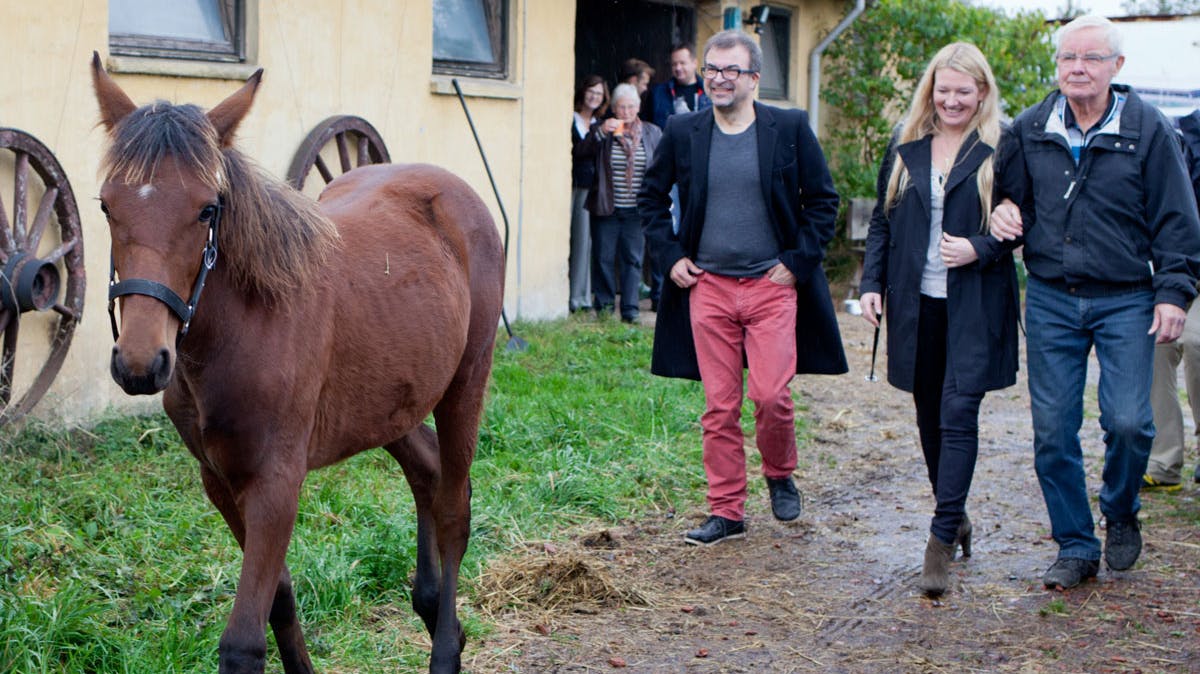 Danmarks nye stjernefrø - føllet der spiller Tarok - efterfulgt af filminstruktør Regner Grasten, skuespiller Anne Grethe Bjarup Riis og opdrætter Leif Olsen.