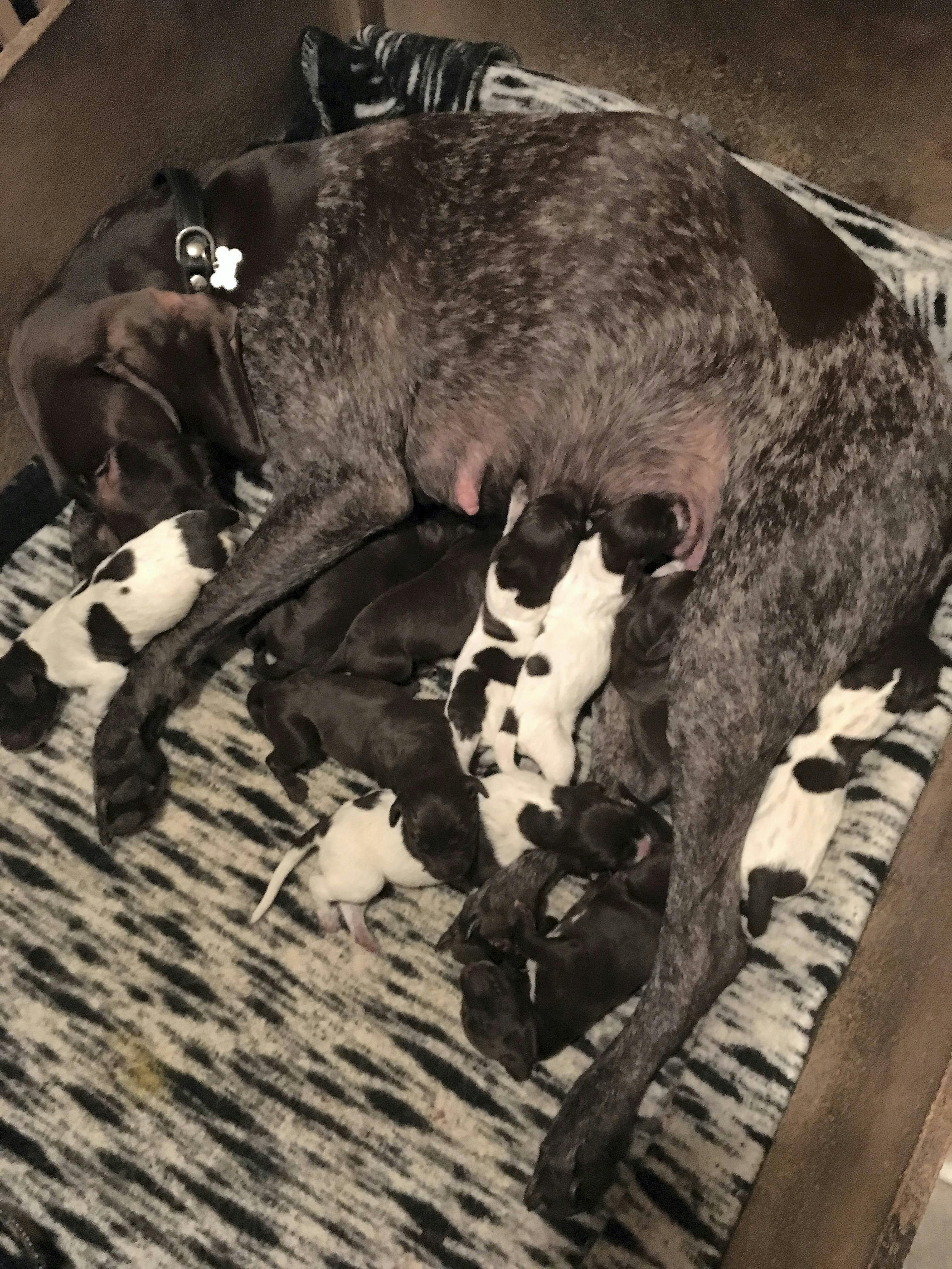 Hunden Amanda og hvalpene