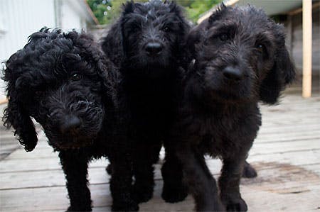 Tidligere på sommeren vakte det stor begejstring og glæde i den lille kronprinsfamilie, da hundemor Milly Kakao nedkom med hele ni sorte hvalpe. Og selvfølge har hvalpene betydet stor glæde for kronprinsparrets to børn, prinsesse Ingrid Alexandra, ni år,