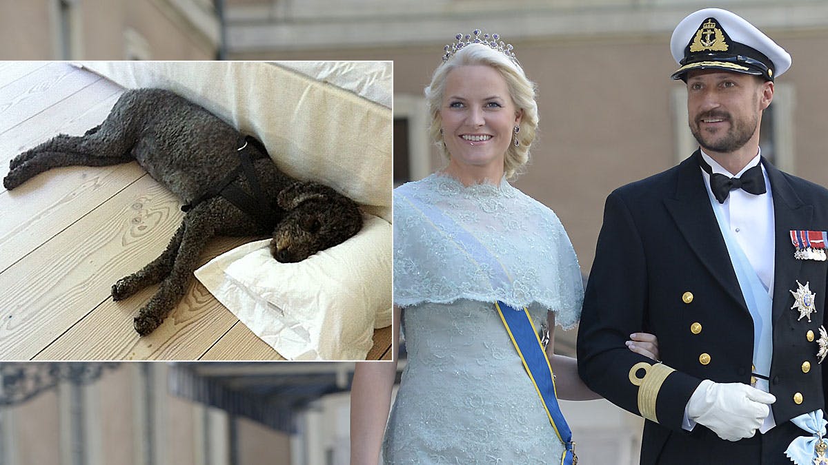 Kronprinsesse Mette-Marit og kronprins Haakons hund Milly Kakao venter hvalpe