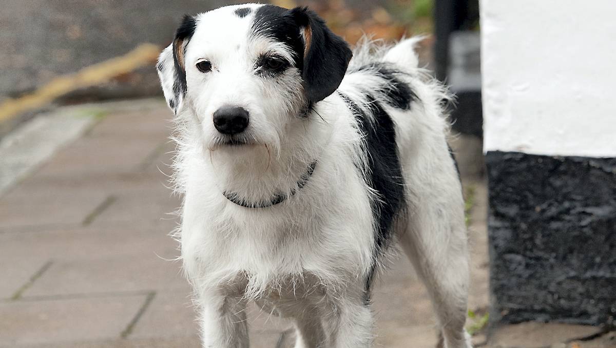 Se Barnabys hund i hyleskæg video | BILLED-BLADET